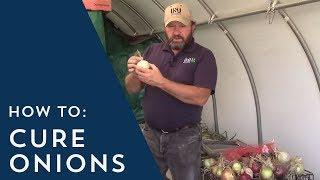 How to Cure Onions