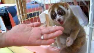 Slow Loris want more Rice Ball