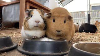 Guinea pigs eating pellets