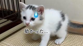 海辺で孤独に暮らしていた子猫が奇跡的に保護された話【保護猫】