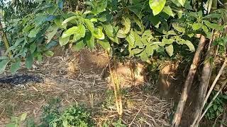 PENANAMAN POHON ALPUKAT DI KAMPUNG PEER DESA LINGGAMUKTI SELUAS 30 HEKTAR DINAS PERTANIAN KOTA GARUT