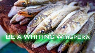 Master King George Whiting Fishing | Adventure | Reedy's Rigs | Tinganoster