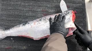 Proper way to fillet a Salmon  or Steelhead.