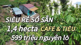 (365-đã bán) Siêu rẻ sổ sẵn, tổng 1,4 hecta Cafe xen Tiêu kinh doanh, kết nối trường chợ chỉ 5p