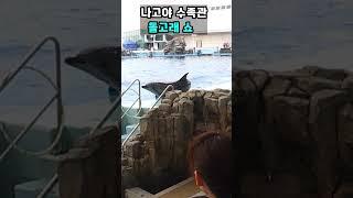 일본나고야수족관 #일본#여행#돌고래쇼#아쿠아리움#나고야