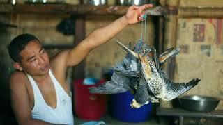 The Race to Save the Amur Falcon