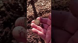 XP Deus II park detecting