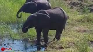  Elephant kills a crocodile