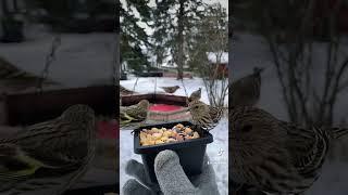 Feeding Finches