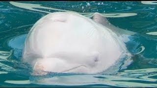ProWal-Video-Serie - Taiji/Japan 2014 - 2.) „Angel"