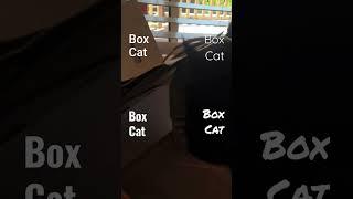 Box cat edit