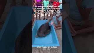 Marathon Turtle Hospital - Releasing a Sea Turtle at Higgs Beach Key West
