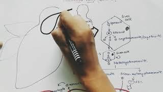 Plasmodium vivax life cycle ( English )| malaria|