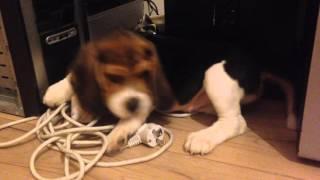 Beagle exploring new house