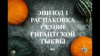 Распаковка семян мегатыквы. Семена от тыквы-гиганта весом 384 килограмма