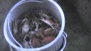 HOW TO BOIL FRESHWATER BLUE CRABS, CAJUN STYLE