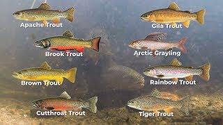 Arizona Trout Challenge