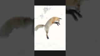 hunter #ytshorts #ytfeed