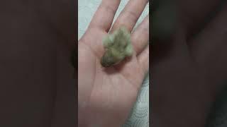 왕미니메추리 프로젝트 #초생추 #병아리 #buttonquail