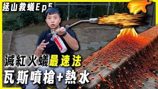 【拯山救蟻Ep5】來了！瓦斯噴槍+熱水直搗紅火蟻大軍｜無毒滅紅火蟻最推方法｜自家農地滅紅火蟻篇3｜臺灣蟻窟