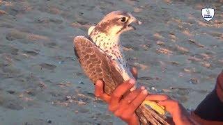 صيد الصقر بالحمامه والشبك / طرح صقر رائع /Hunting falcon is wonderful