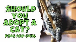 Should You Adopt a Cat? Pros and Cons