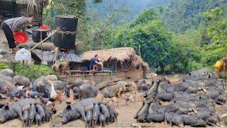 Woman living in the forest raises hundreds of pigs, distills water from corn