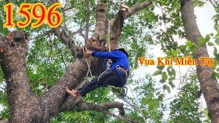 Vua Khỉ Miền Tây cưa nhánh cây cây Xà Cừ nằm trên mái nhà (2/2) Cutting nacre tree