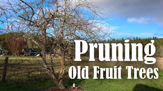 How to Prune an Overgrown Fruit Tree | Neglected Apple Tree Pruning