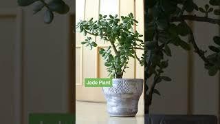 Best Plants For Beginner Bonsai #houseplant #plantcare #bonsai bonsai