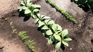 Поспела огуречная трава Гном