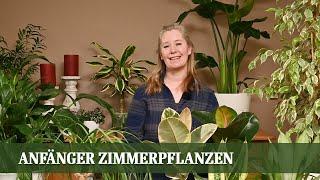 Pflegeleichte Zimmerpflanzen: 5 unverwüstliche Pflanzen für ein grünes Zuhause