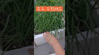부추 한번 심으면 몆년동안 먹을수 있어요 #옥상텃밭 #소소한행복 #부추