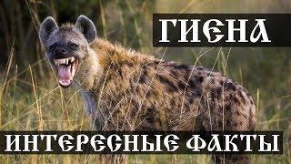 Интересные факты о гиенах