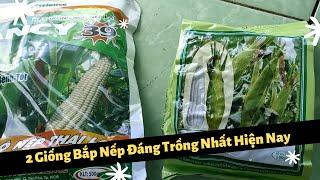 2 Giống Bắp Nếp (hạt trắng) Đáng Trồng Nhất Hiện Nay