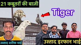 21 कबूतरों की बाज़ी || kabootar bazi 2024 || bazi wale kabootar || pigeon tournament 2024