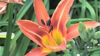 time lapse flower tiger lily