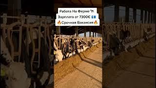 Работа в Европе #вакансии #работавевропе