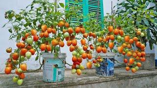 Method of growing tomatoes in plastic containers, growing tomatoes with many fruits using bananas