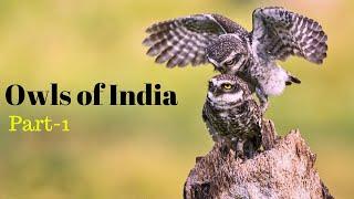 Owls of India: Indian Native Owls and Their Sounds. Part-1