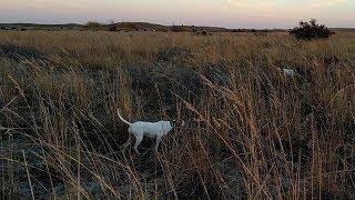 Hunting Wild Upland Birds - Kansas Quail with Bo and Duke