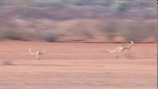 Footage of a big Red Kangaroo jumping quickly through the arid, dry Australian outback!