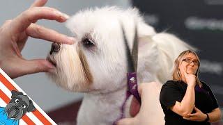 Maltese Dog | How to groom a Maltese?
