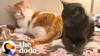 Cat Falls In Love With Stray Cat Who Shows Up Outside | The Dodo Cat Crazy