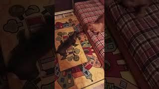 Брачные игры такс