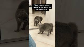 Cat vs mirror #youtube #funny #funnyanimal #cat