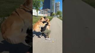 Reunited with my dogs in Europe!