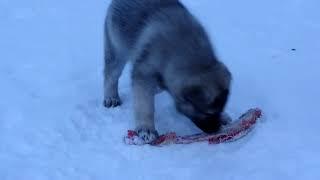 Viking, Vitnir, and Velma Norwegian Elkhound Pups Raw Bones