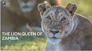 Lion Queen of Nakuru New Documentary 2021 - Our Climate.