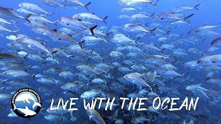 Live with the ocean - Travel in Moorea French Polynesia